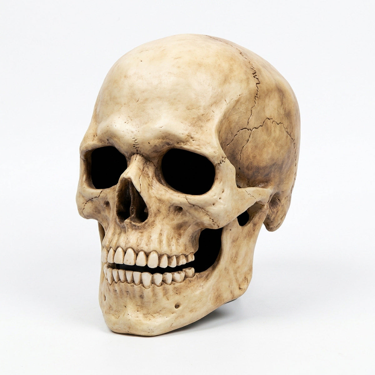 Movable Jaw Full Head Latex Skull Mask for Halloween