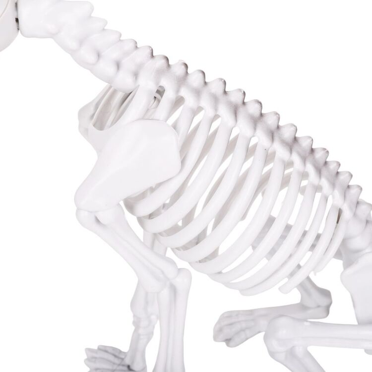 Halloween Skeleton Dog Figure in Sitting Pose for Entryways and Spooky Party Tables