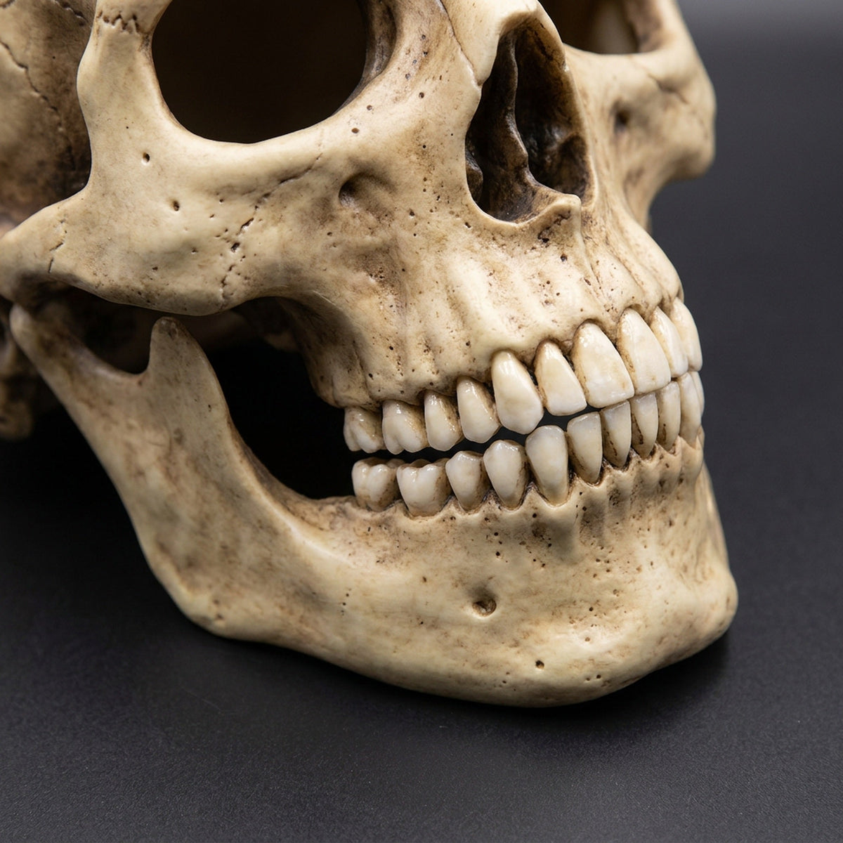 Movable Jaw Full Head Latex Skull Mask for Halloween