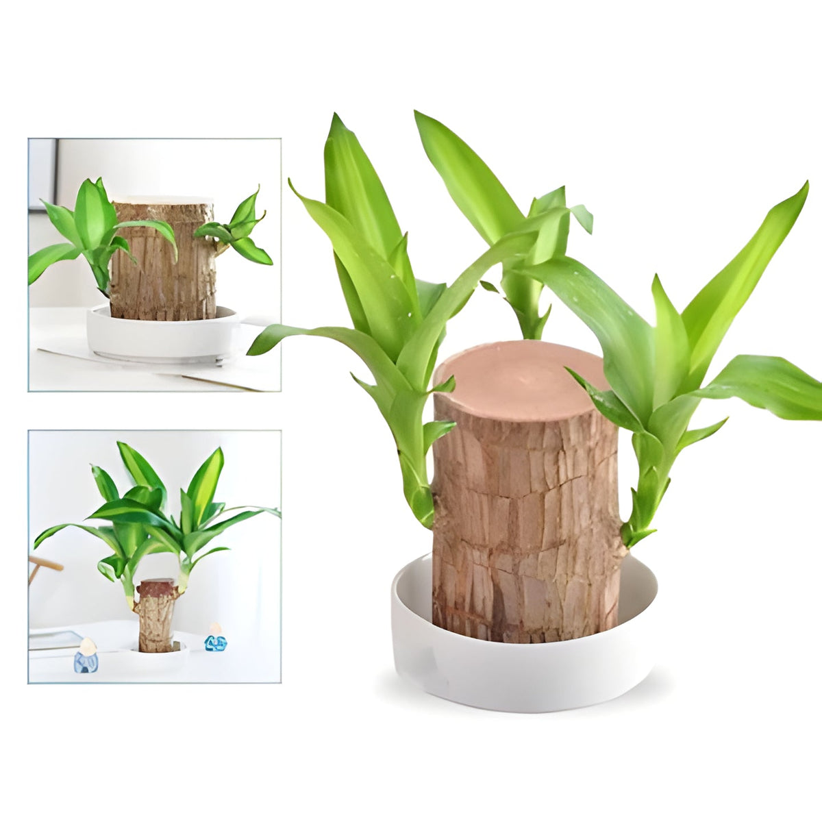 Lucky Wood Plant with Low Water Needs for Desks and Shelves
