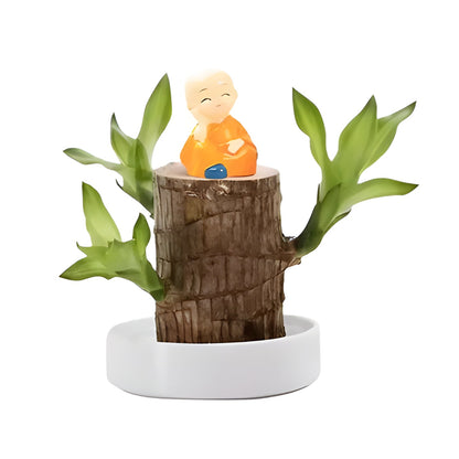 Lucky Wood Plant with Low Water Needs for Desks and Shelves