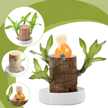 Lucky Wood Plant with Low Water Needs for Desks and Shelves