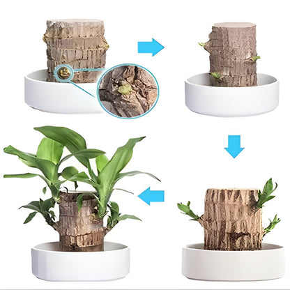Lucky Wood Plant with Low Water Needs for Desks and Shelves