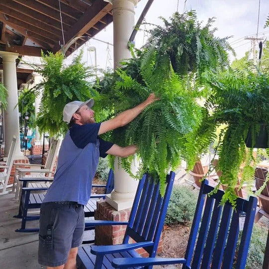 Decorative Artificial Boston Fern for Porch and Balcony Display