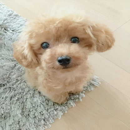 Puppy Plush Toy with Synthetic Fur and Weighted Filling