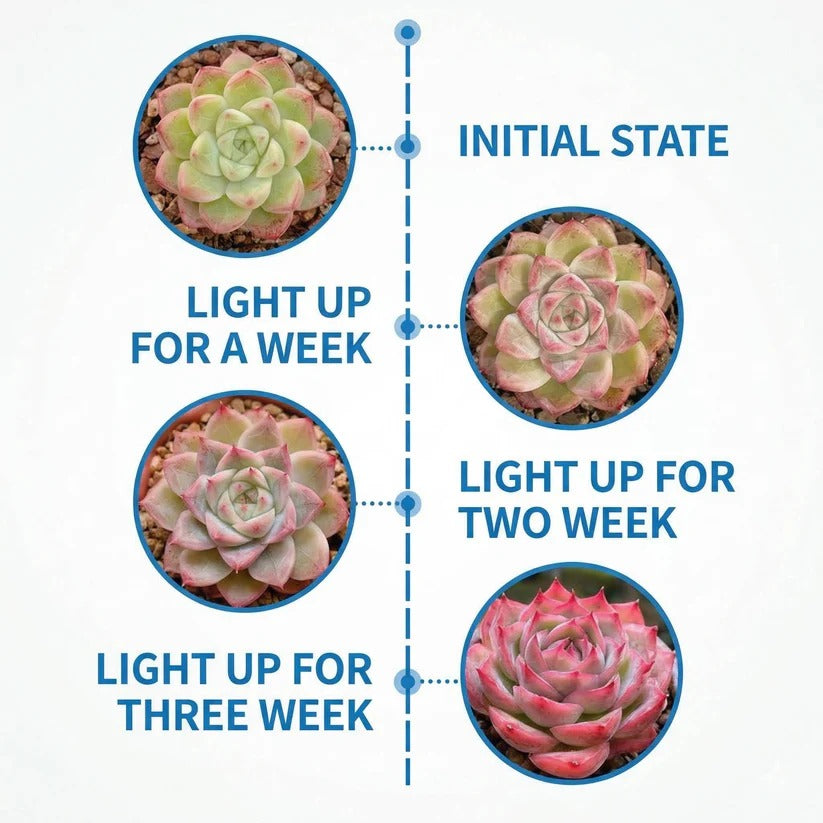 Clip On Plant Grow Light with Timer and Dual Gooseneck Arms for Indoor Use