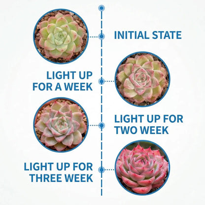 Clip On Plant Grow Light with Timer and Dual Gooseneck Arms for Indoor Use